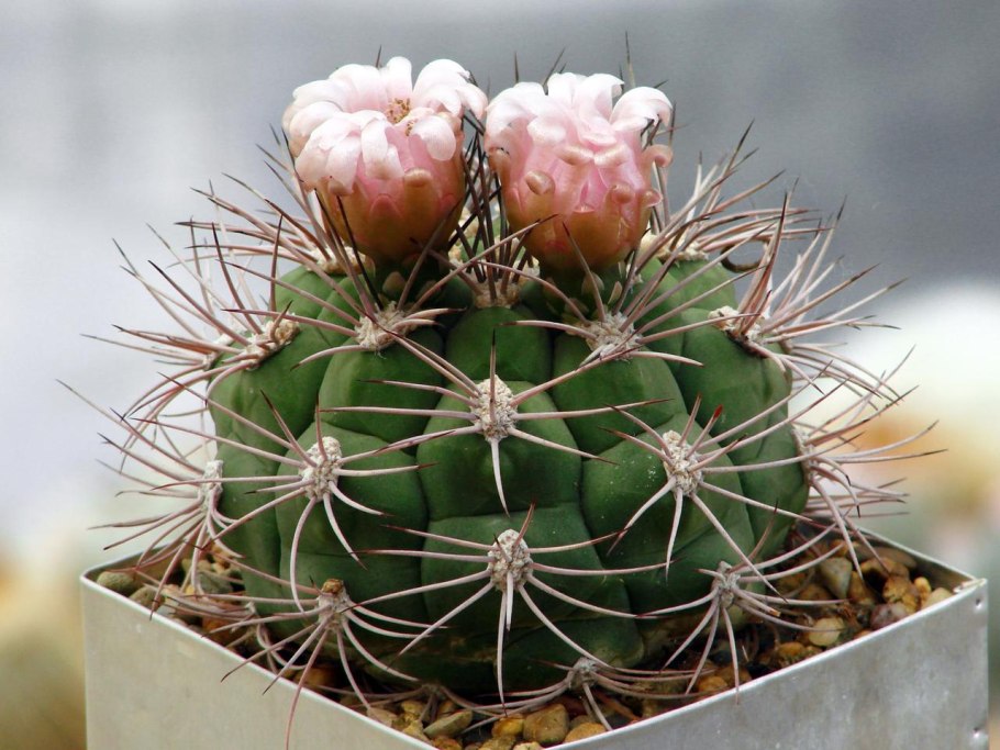 Гимнокалициум Бальдони