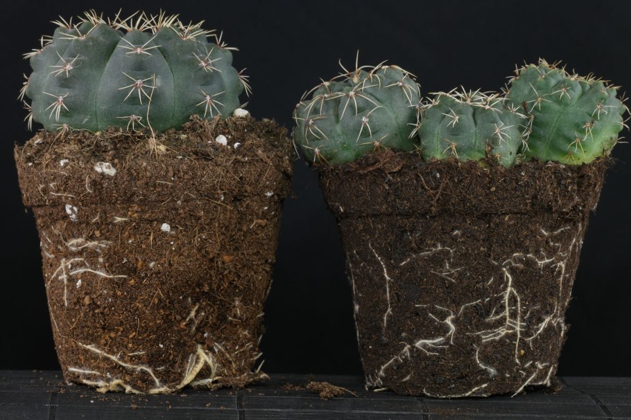 Гимнокалициум Андреа