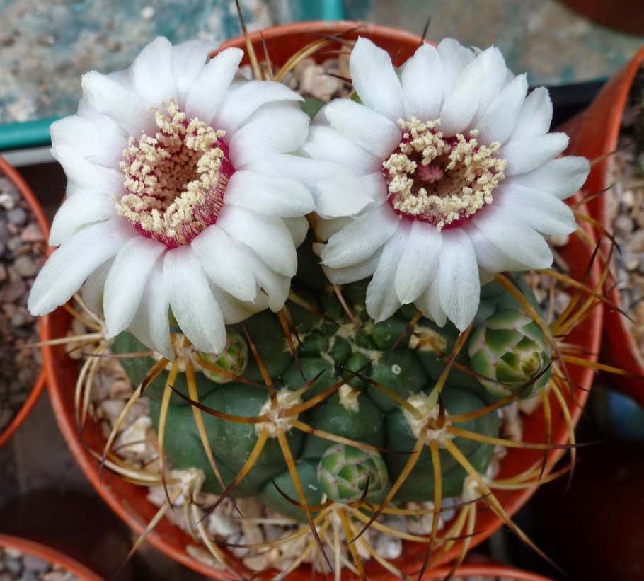 Gymnocalycium baldianum VG 565