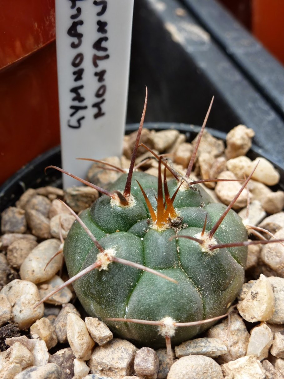 Гимнокалициум Михановича полосатый