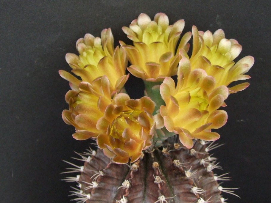 Gymnocalycium baldianum (Гимнокалициум)