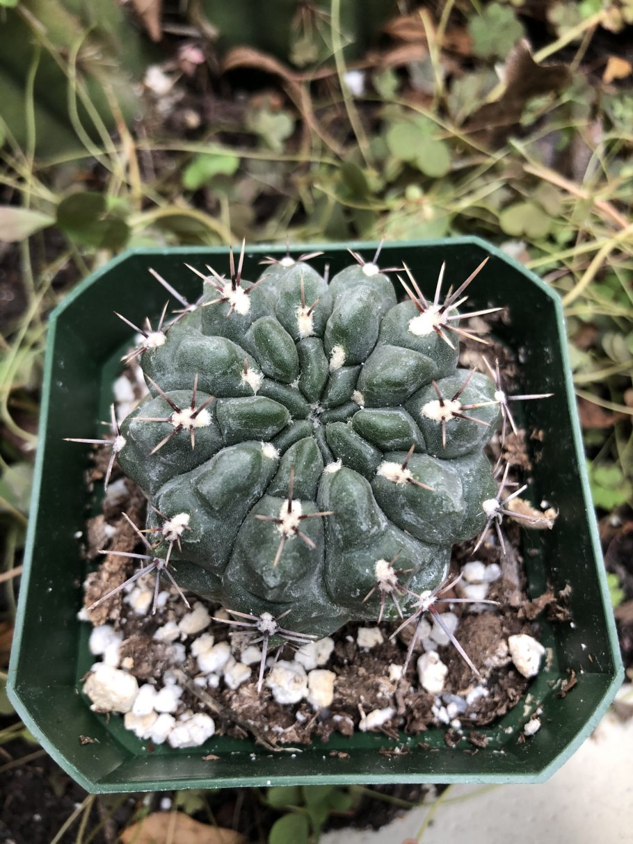 Gymnocalycium baldianum VG 563