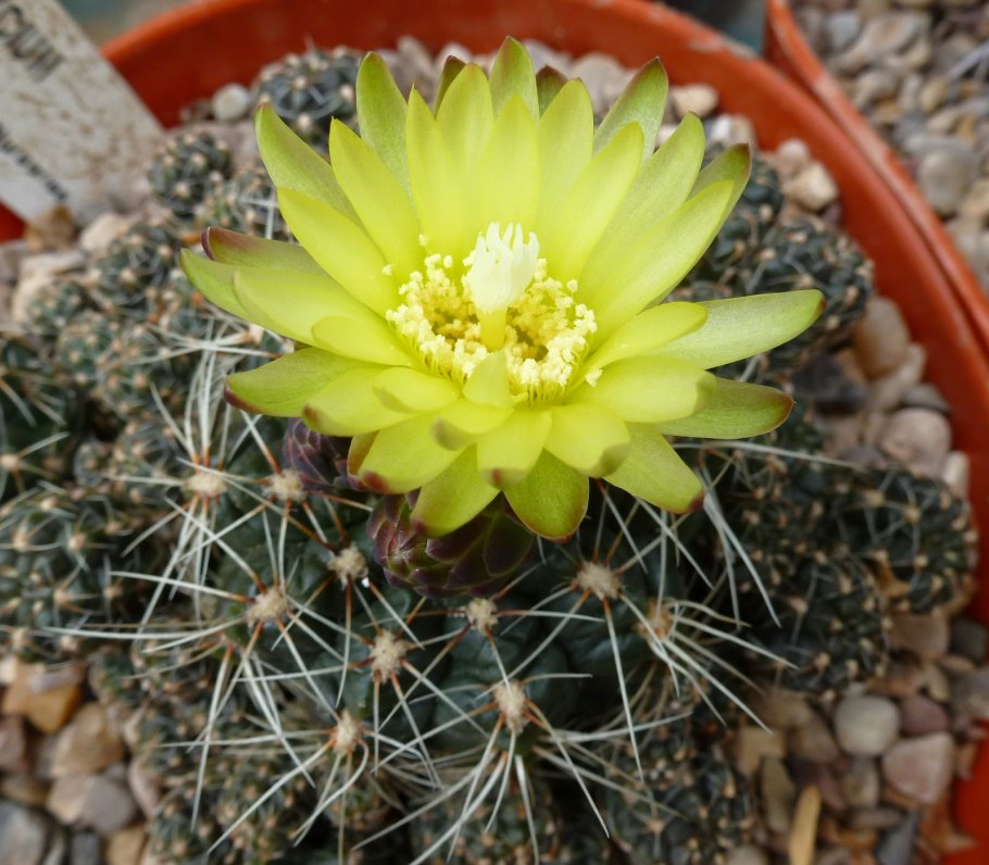Gymnocalycium vg1176
