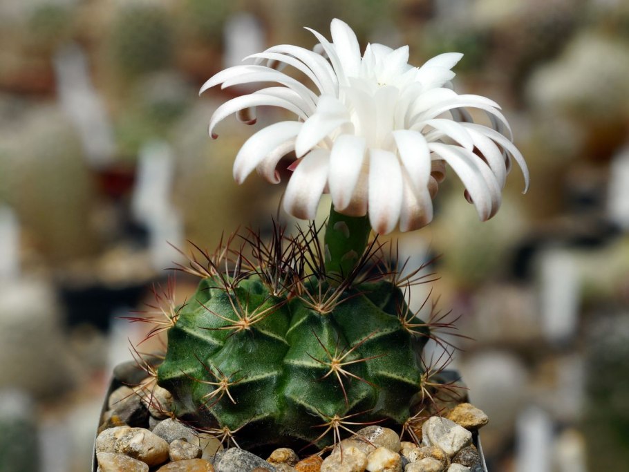 Гимнокалициум mihanovichii