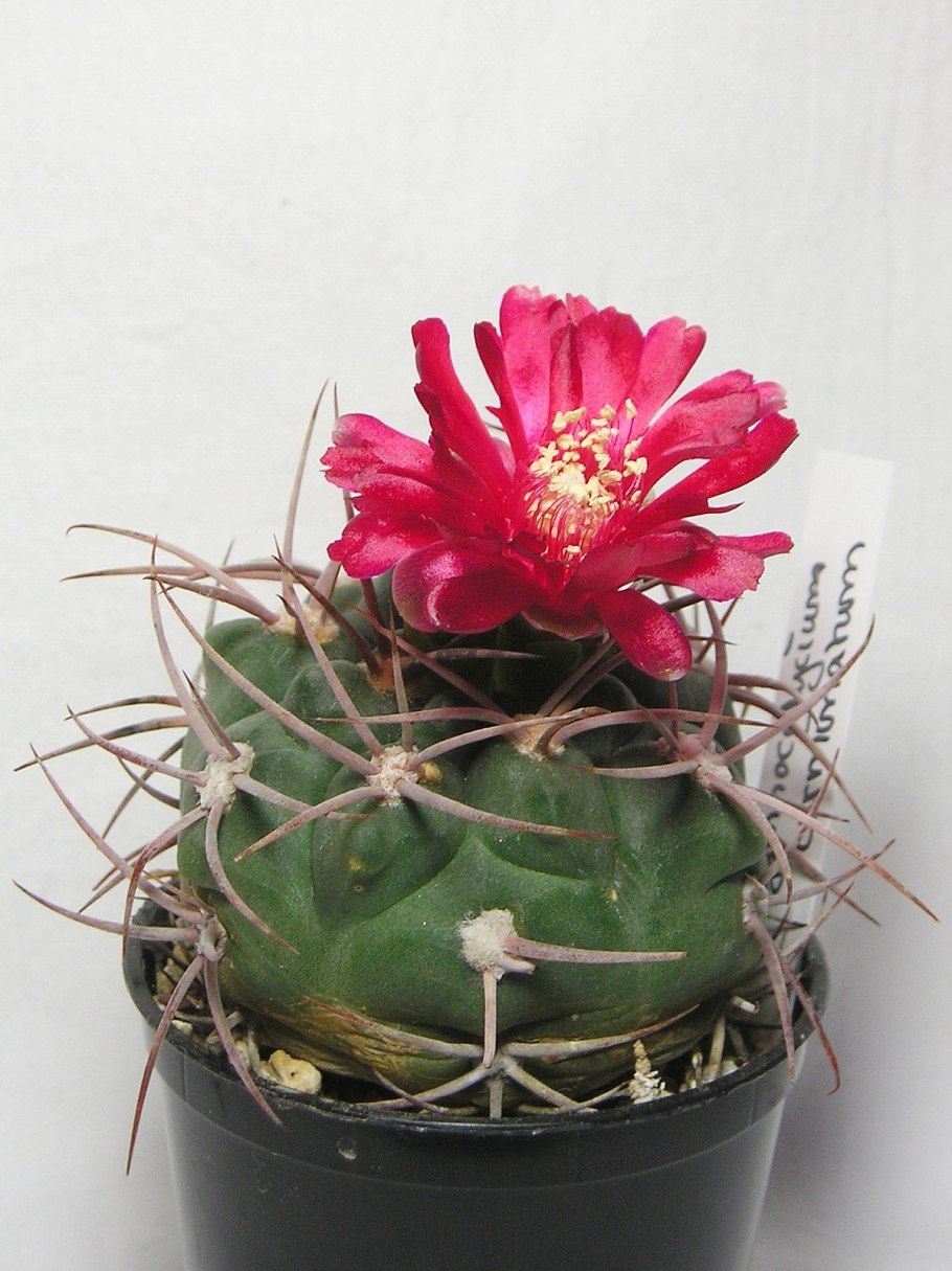 Gymnocalycium oenanthemum