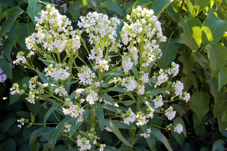 Pteridophyllum racemosum Птеридофиллум кистевидный