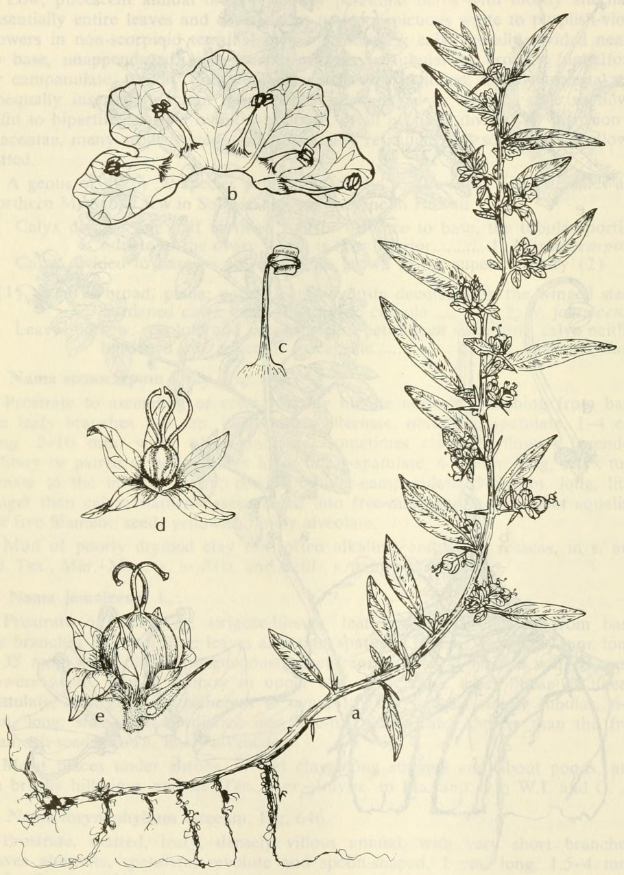 Обвойник греческий — Periploca Graeca l