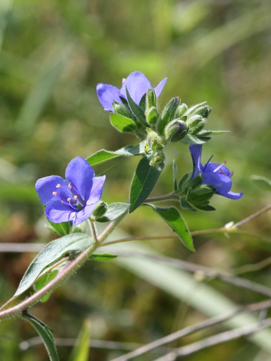 Hydrolea ovata цветок