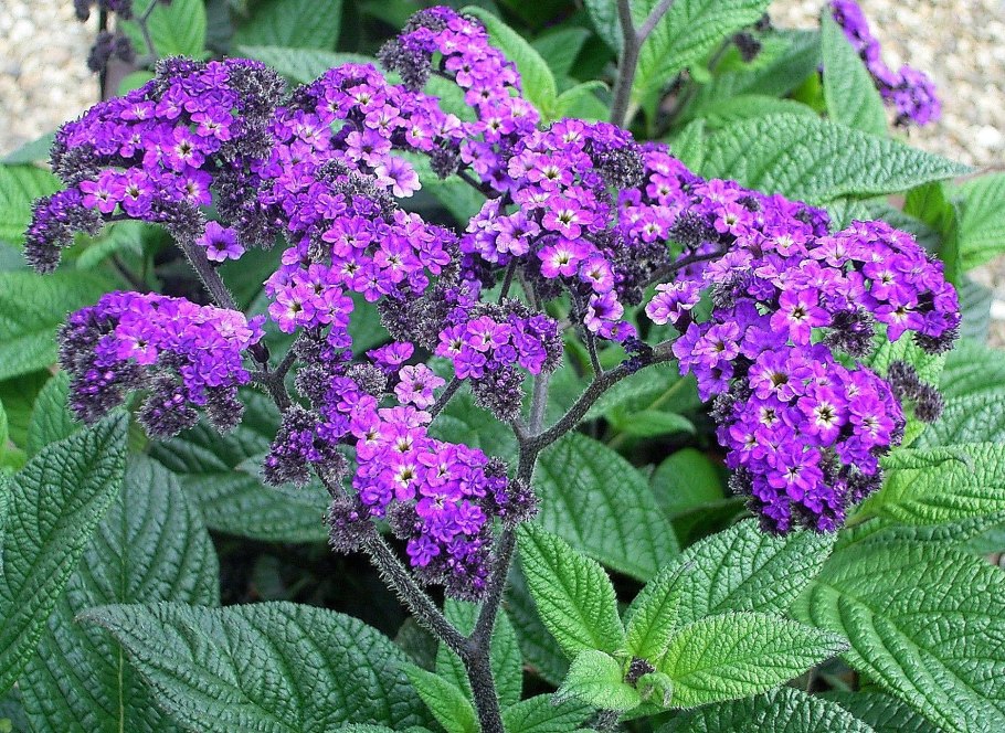 Стрелолист широколистный latifolia