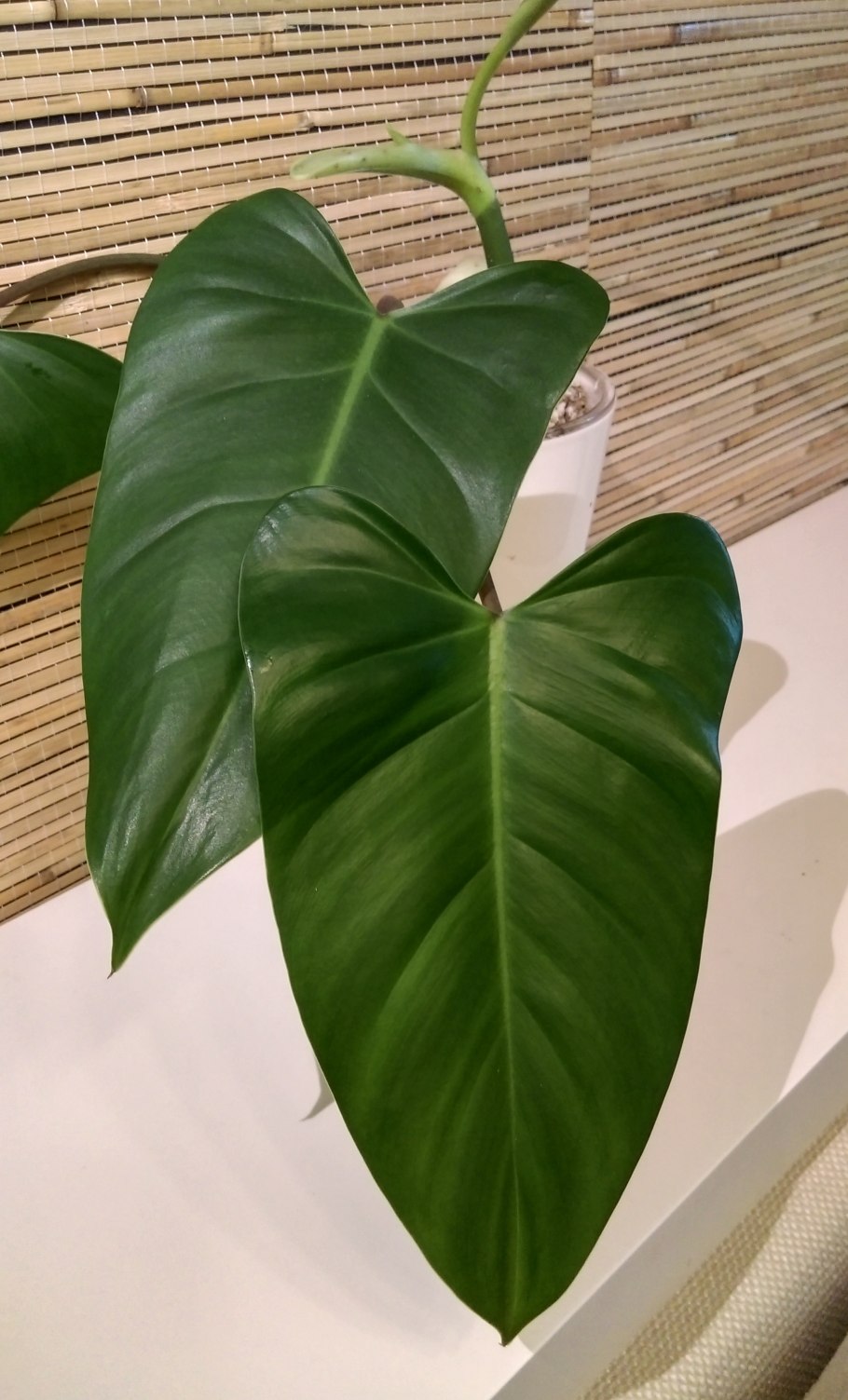 Филодендрон драгон Тейл