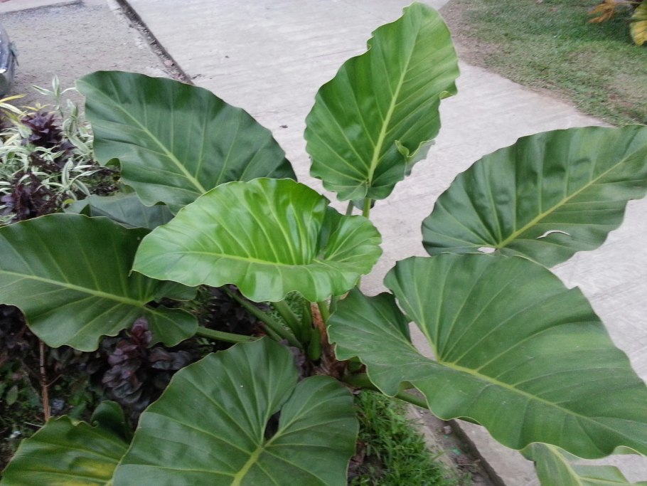 Филодендрон Florida Ghost Mint