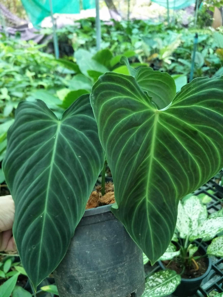 Филодендрон giganteum