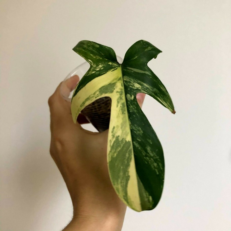 Филодендрон меланохризум