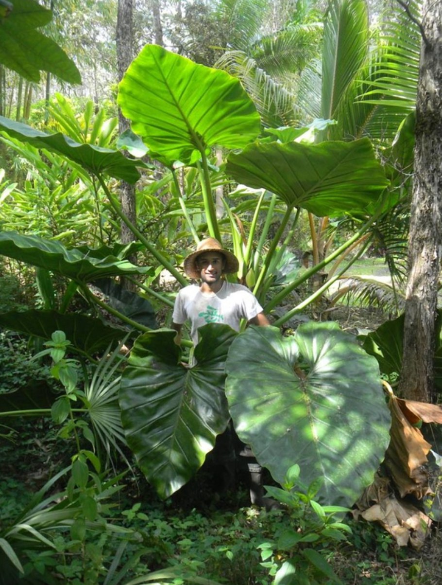 Филодендрон плющевидный