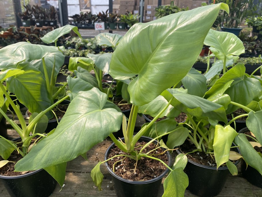 Филодендрон Лингулатум