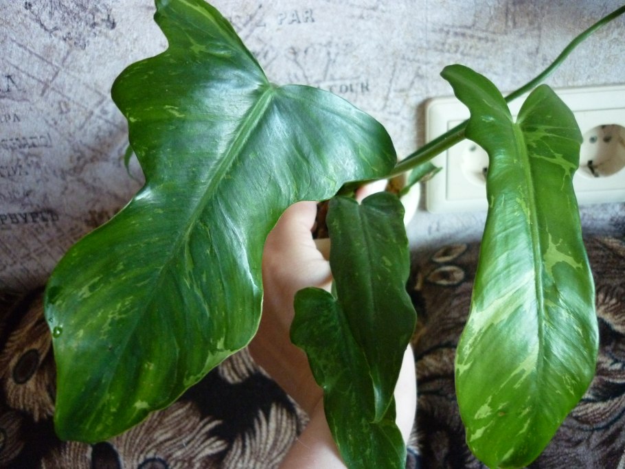 Philodendron hederaceum