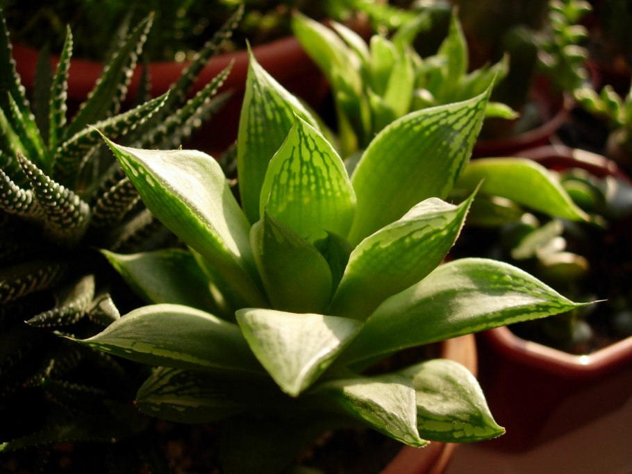 Хавортия ладьевидная (Haworthia cymbiformis)