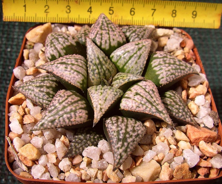 Хавортия cymbiformis