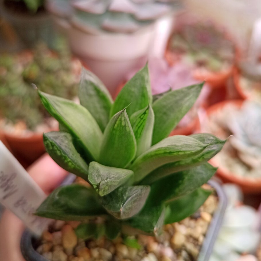 Хавортия cymbiformis