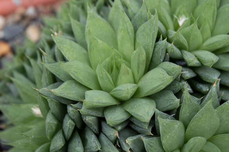 Хавортия ладьевидная (Haworthia cymbiformis)
