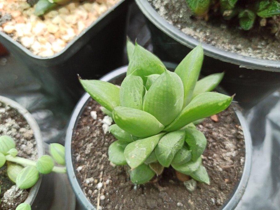 Haworthia reddii