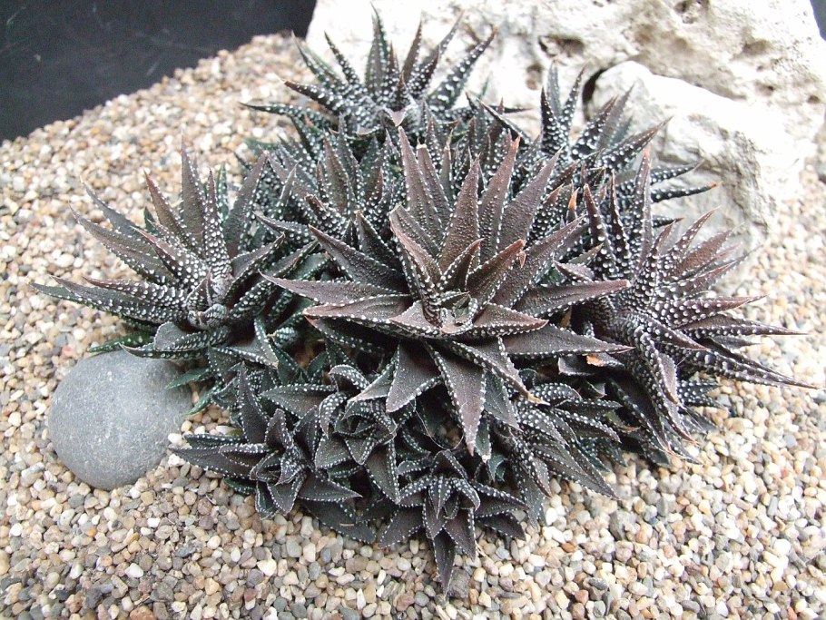 Haworthia cymbiformis Grey Ghost