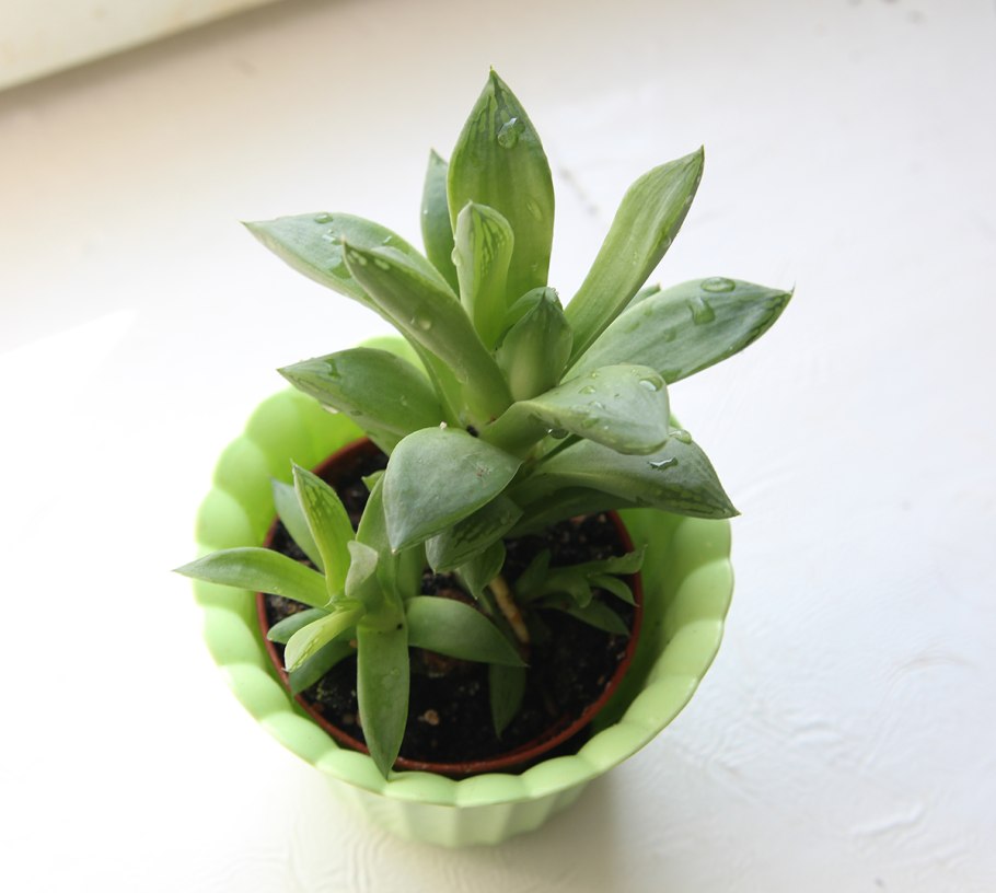 Haworthia ладьевидная