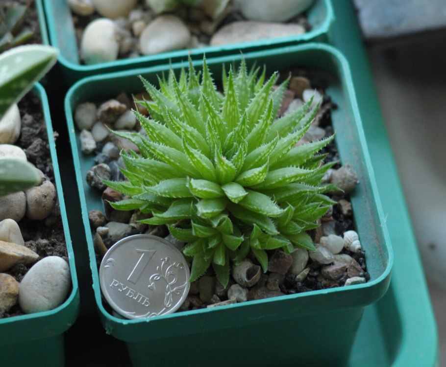 Хавортия cymbiformis