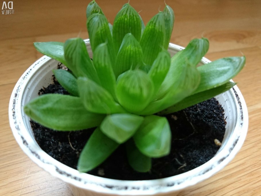 Хавортия ладьевидная (Haworthia cymbiformis)