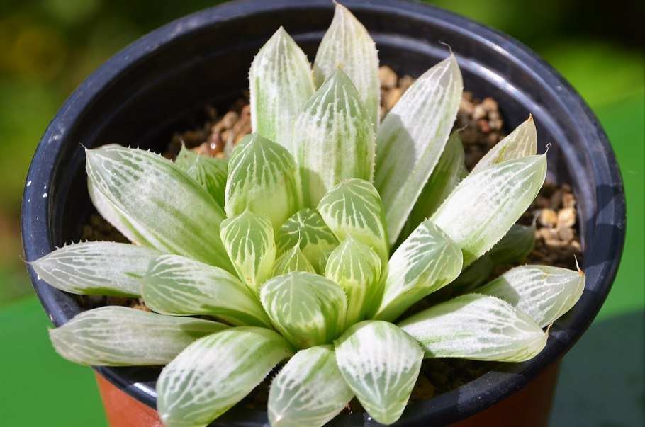 Хавортия cymbiformis