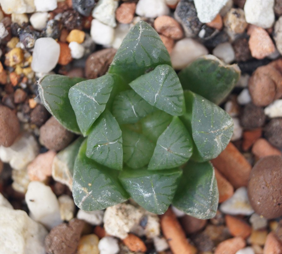 Хавортия cymbiformis
