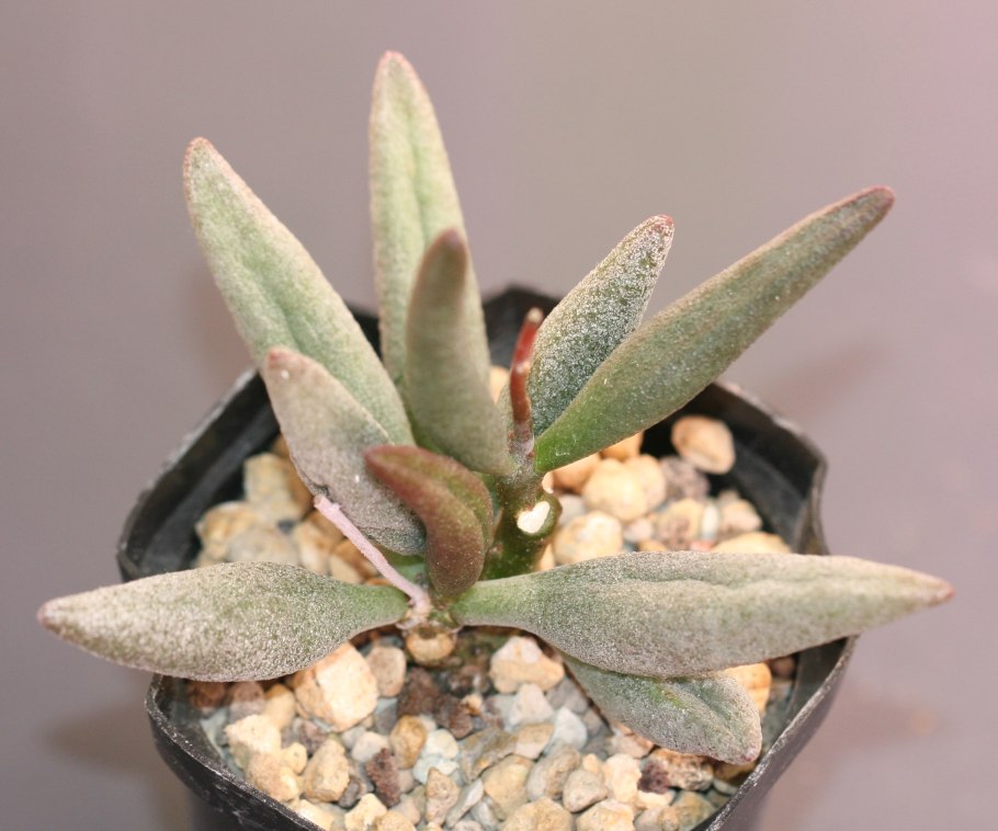 Хавортия ладьевидная (Haworthia cymbiformis)