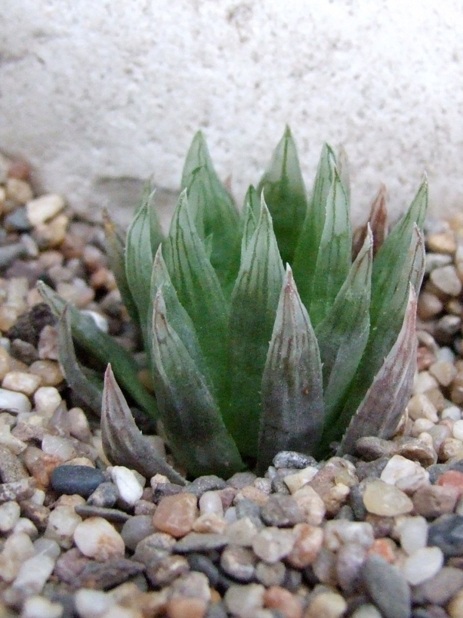 Haworthia cymbiformis
