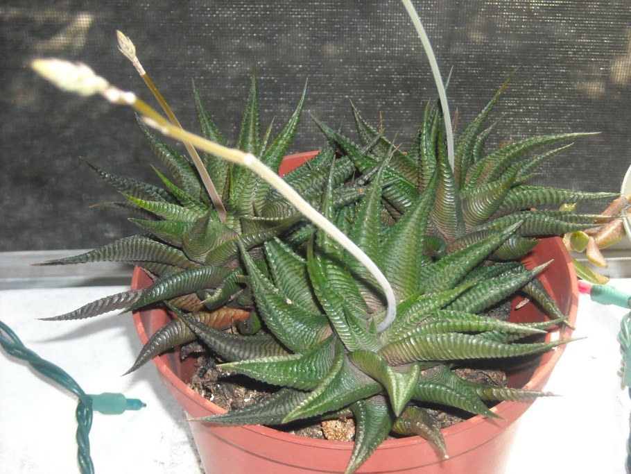 Хавортия cymbiformis