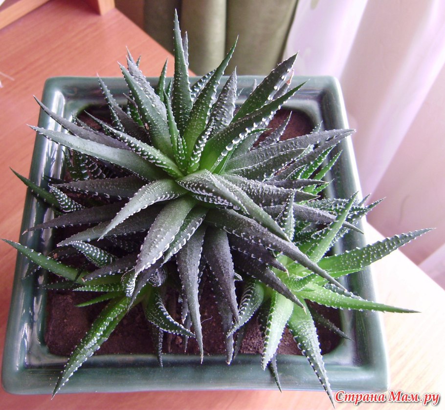 Хавортия cymbiformis