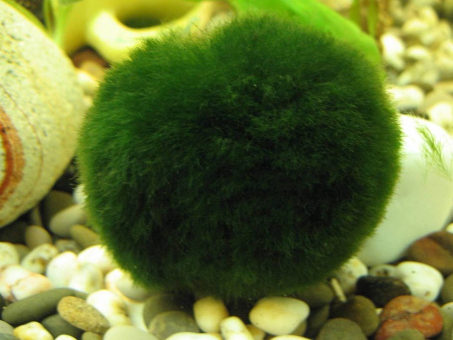 Кладофора Эгагропила