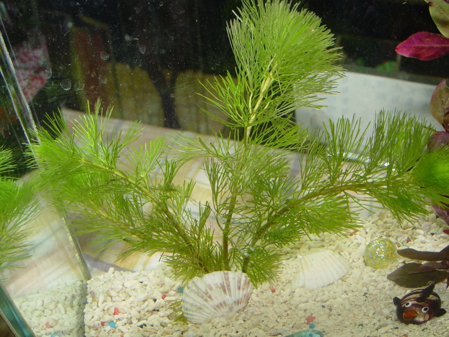 Эко картины