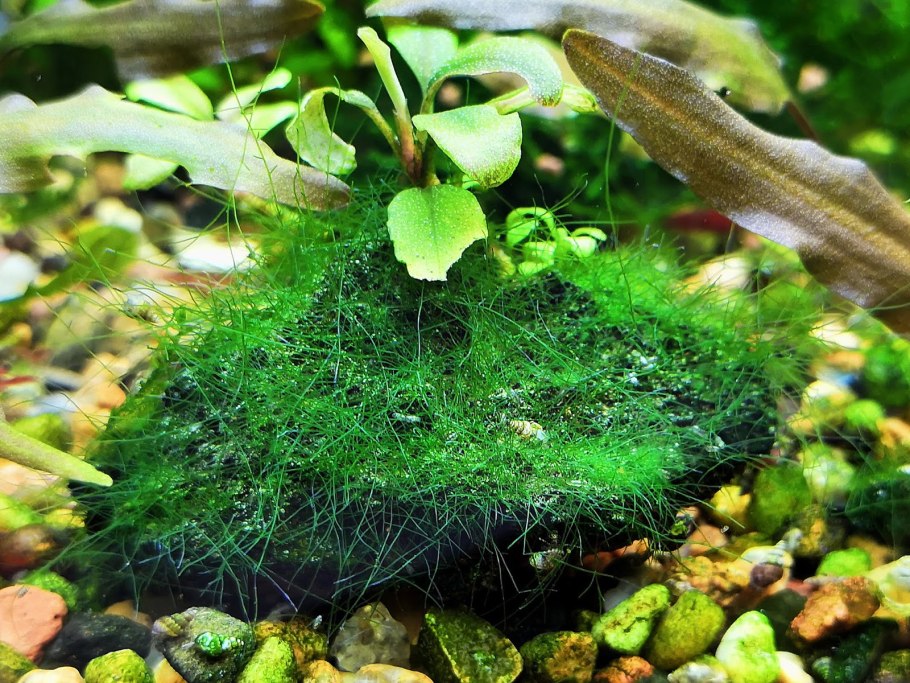 Кладофора нитчатая водоросль