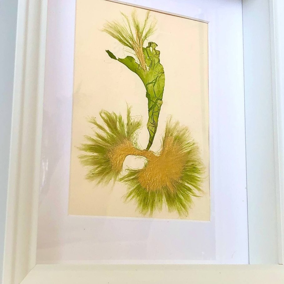 Ульва водоросль