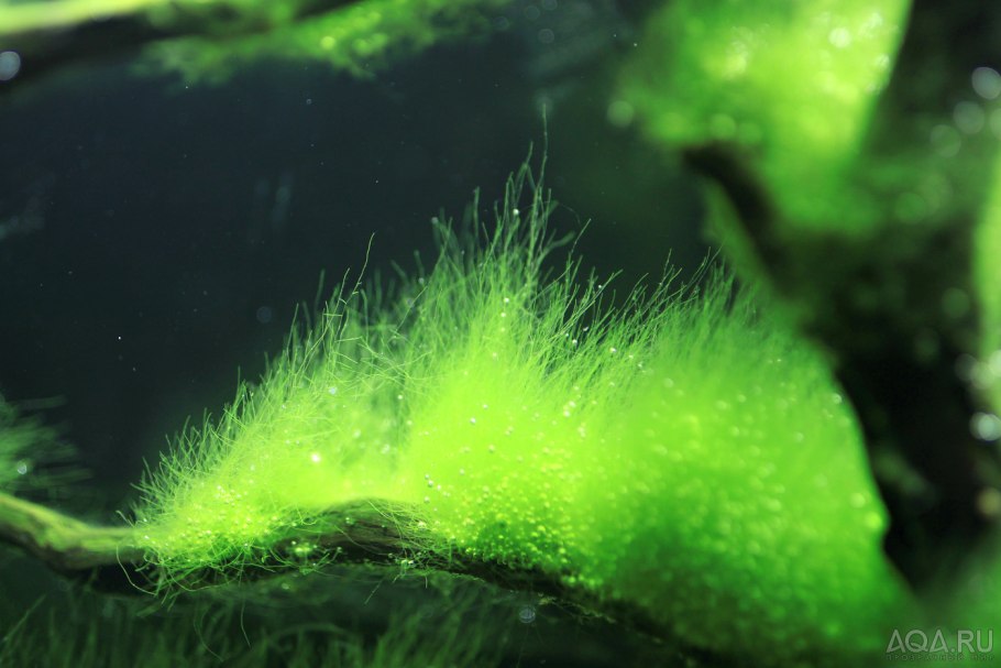 Кладофора водоросль