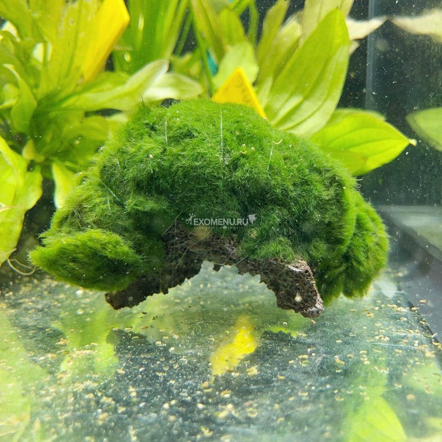 Кладофора шаровидная