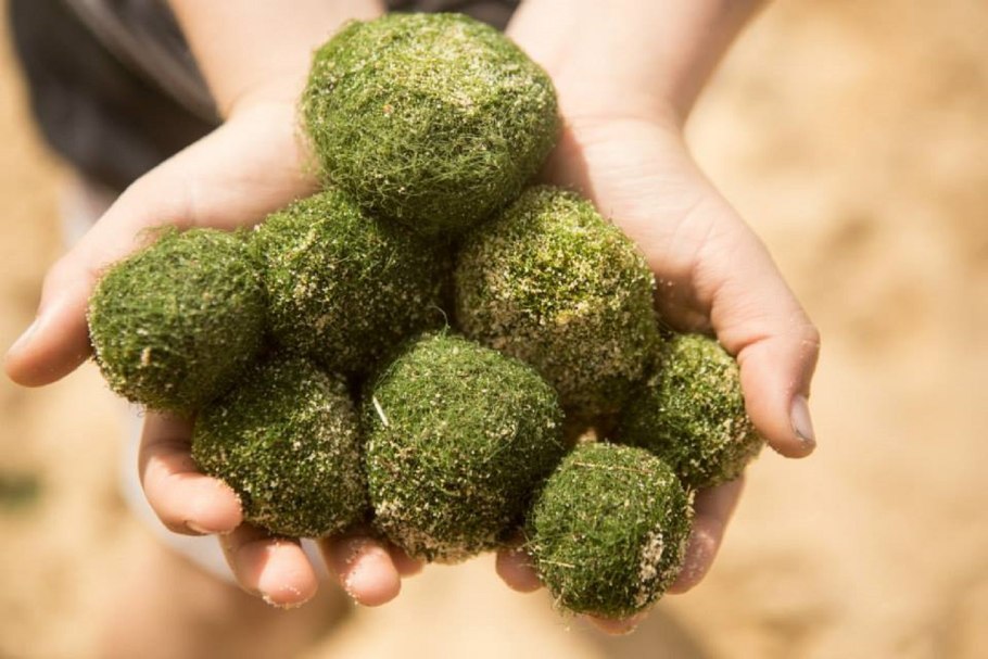 Роголистник Людвигия