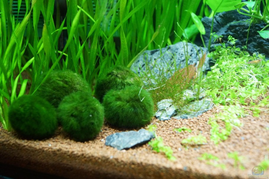 Кладофора шаровидная