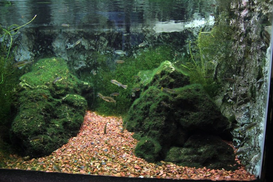 Дизайн аквариума с Кладофорой
