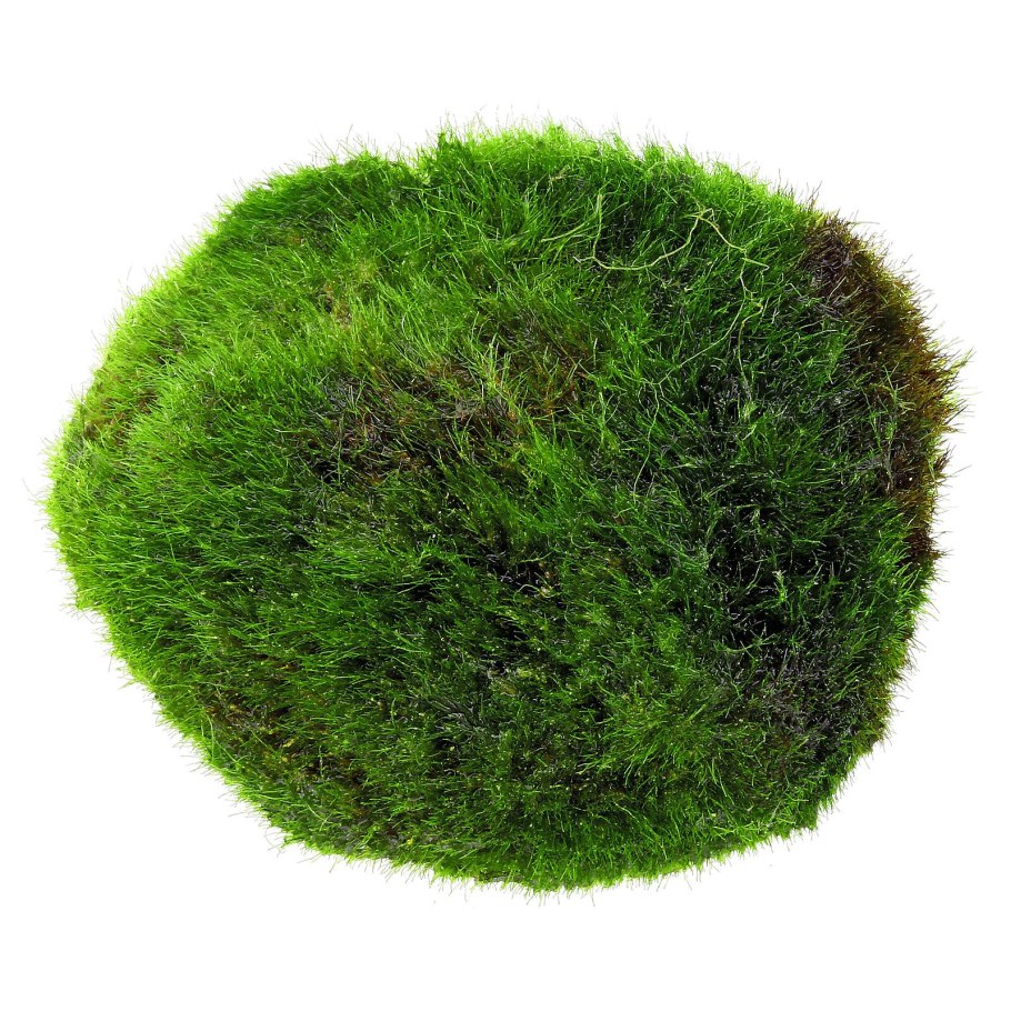 Кладофора шаровидная