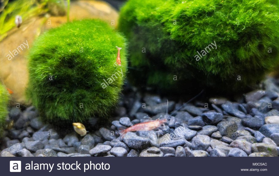 Кладофора водоросль