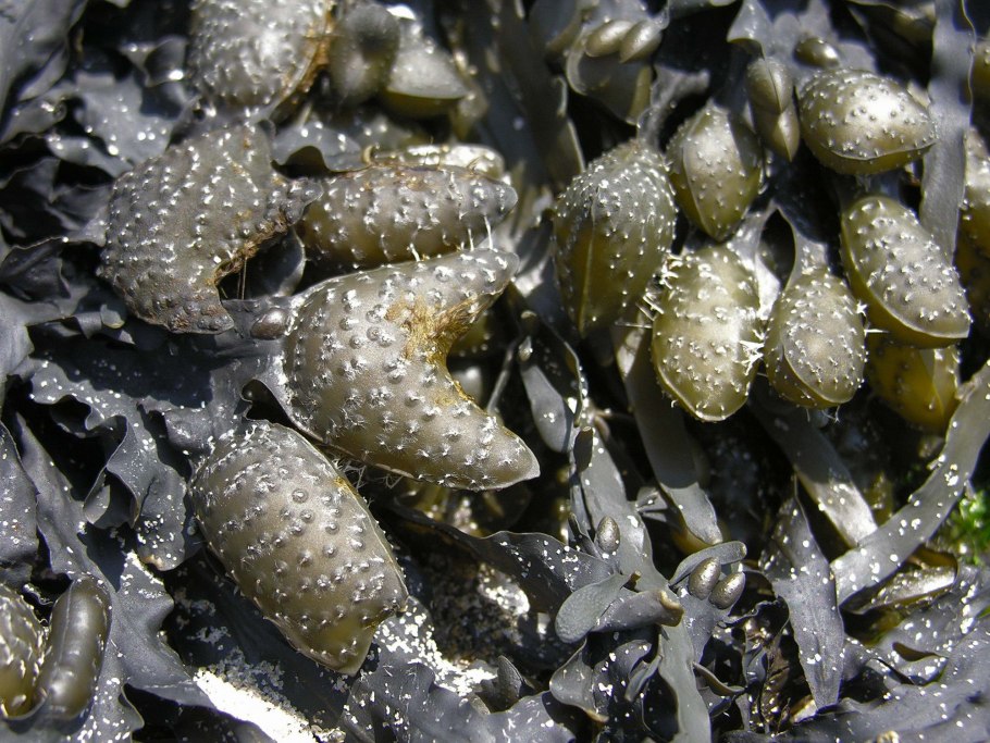 Аквариум с рыбками и водорослями