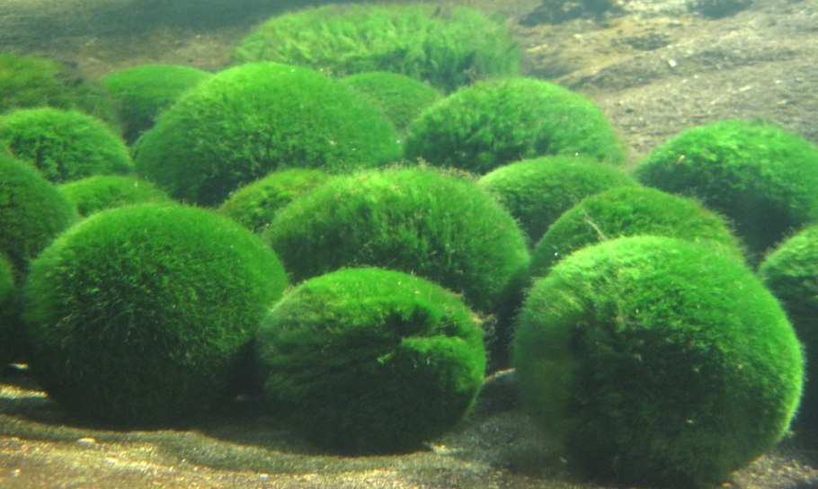 Кладофора водоросль