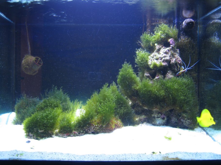 Черные водоросли