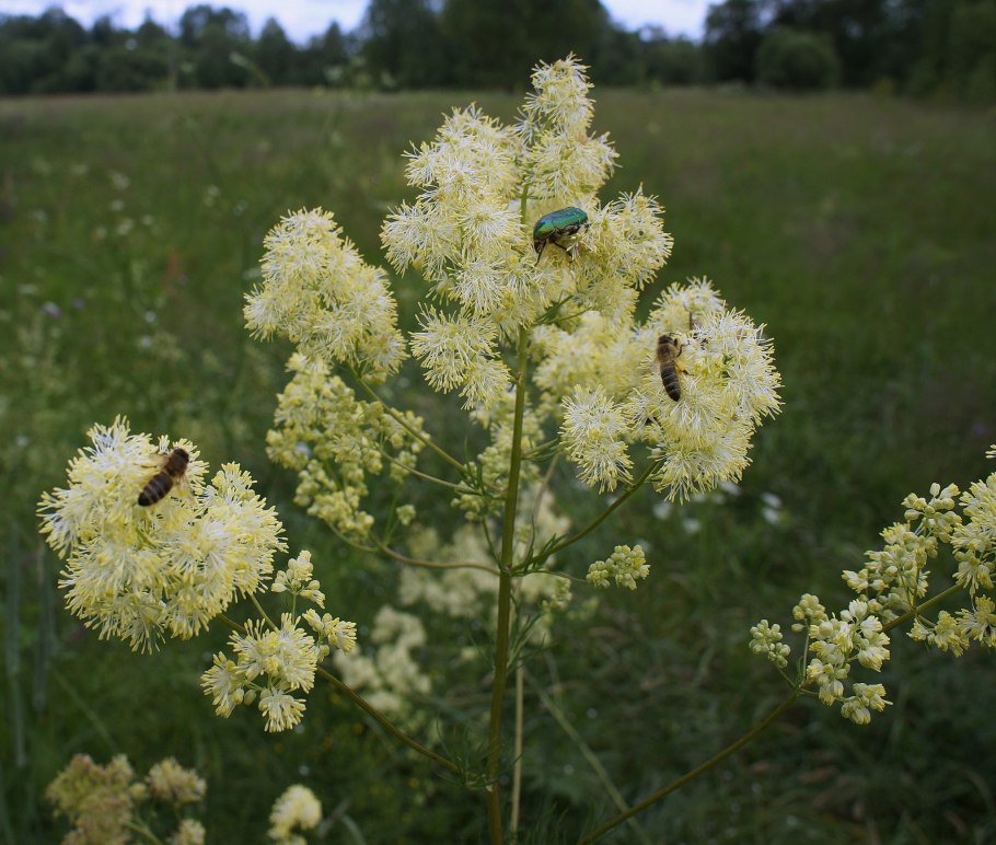 Thalictrum Minus subsp. Saxatile
